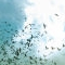 The Watchers In The Sky